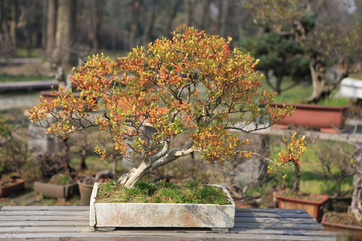 八月桂花的养殖方法 八月桂花,又称金桂,女贞子,是一种香气浓郁的花卉