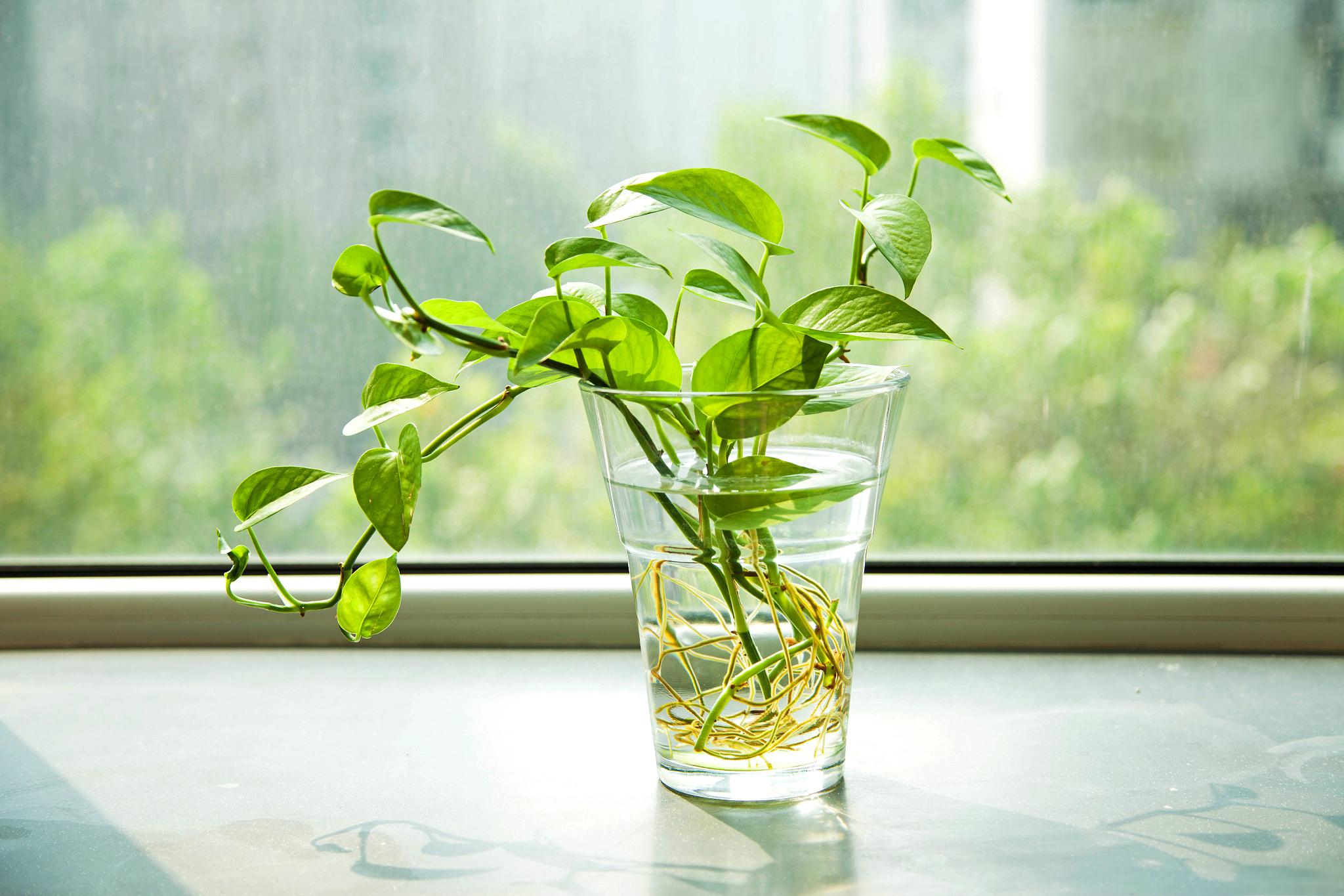 水培绿萝养护技巧 我将土培绿萝改为水培绿萝后,使用以下的方法养护