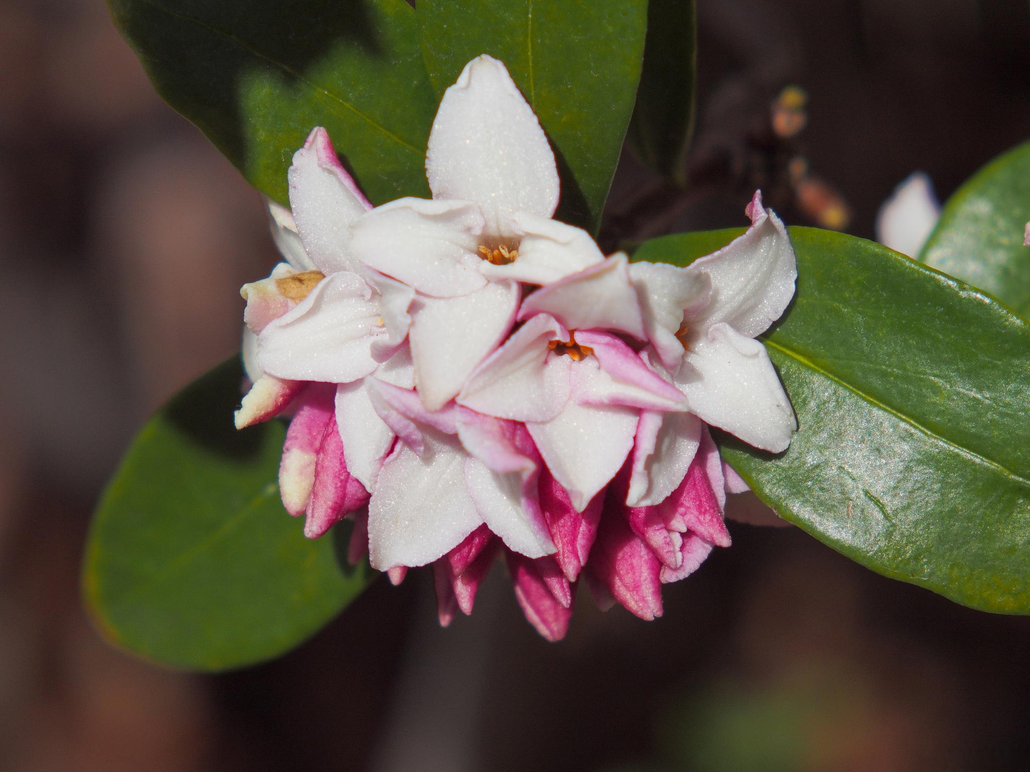 瑞香花在家中养殖的优缺点 瑞香花,又称睡香,蓬莱紫,风流树,毛瑞香