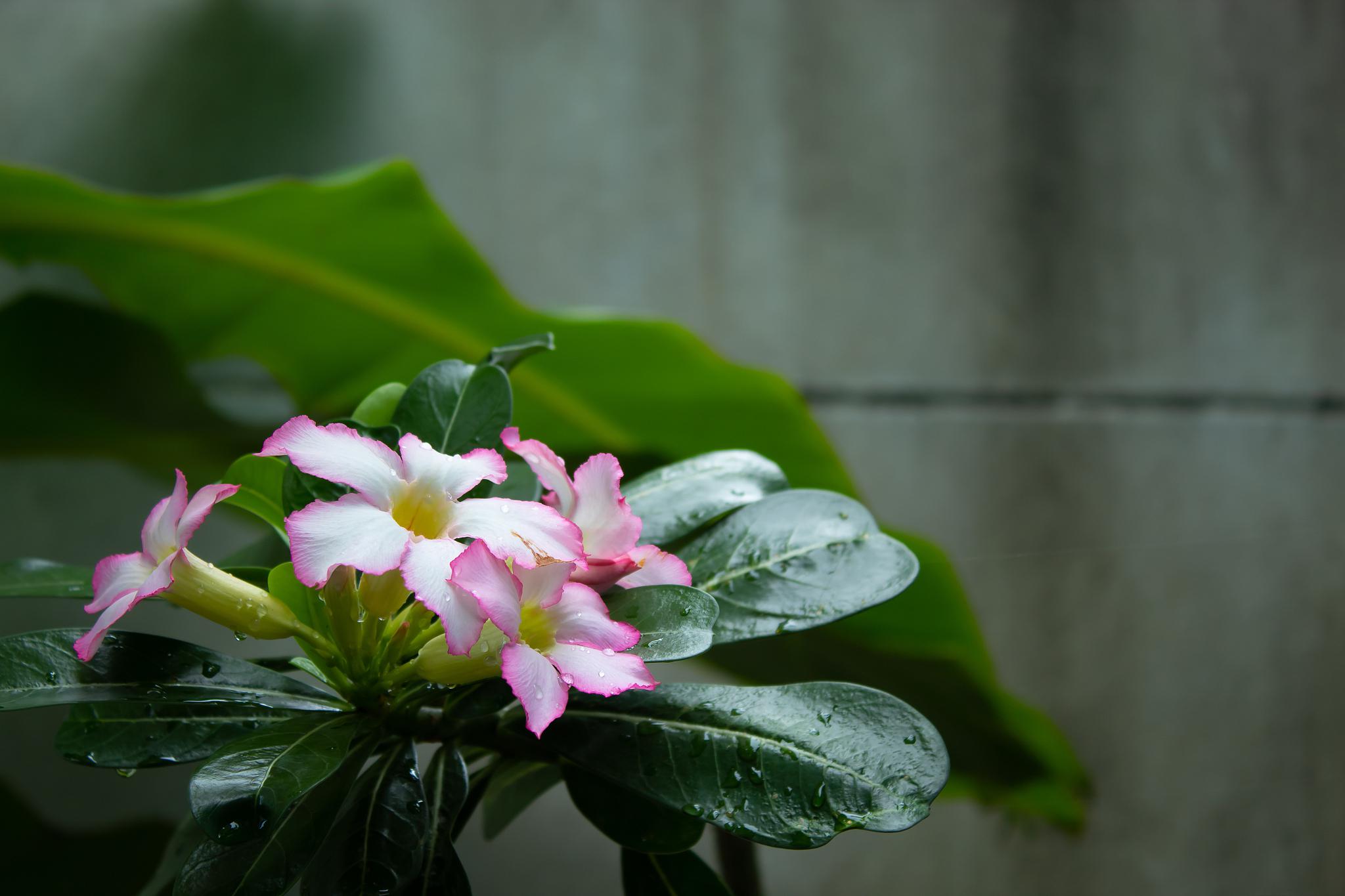 瑞香花在家中养殖的优缺点 瑞香花,又称睡香,蓬莱紫,风流树,毛瑞香