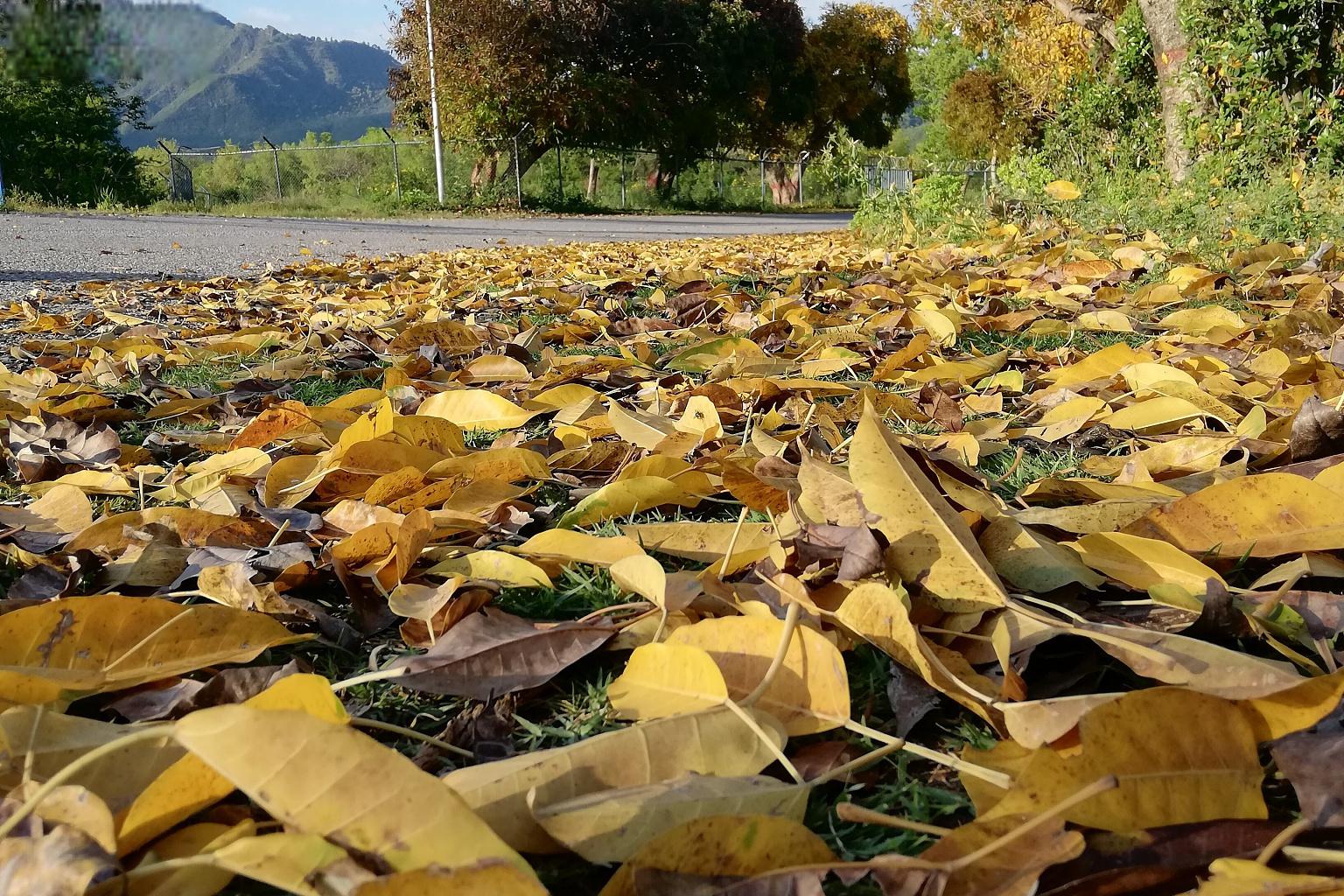 南方秋天的美丽 在南方的秋天,落叶飞舞,漫步其中,让人感受到一种别样
