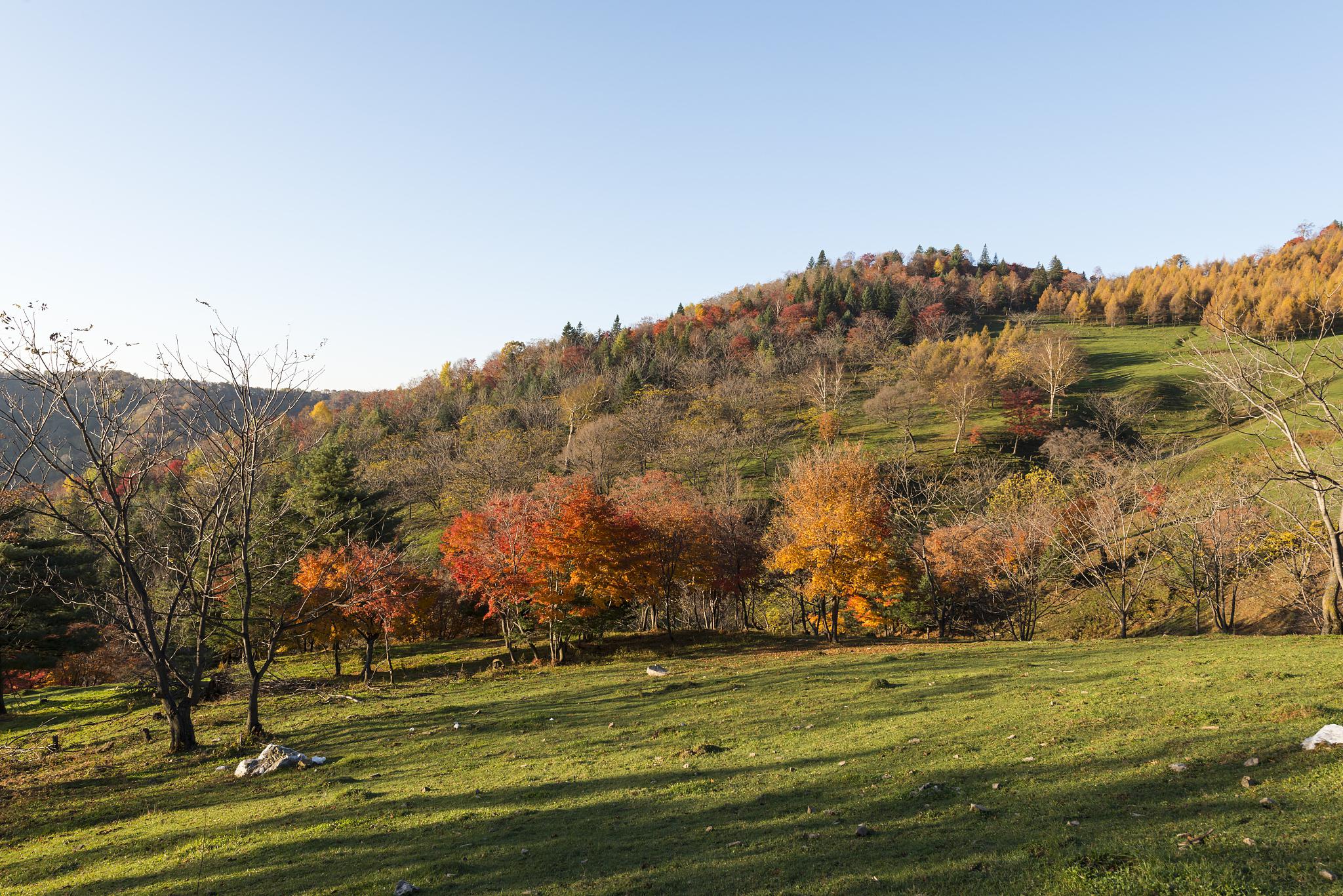 白狼山秋季旅游攻略 在这个金秋时节,位于中国河北省的白狼山景区迎来