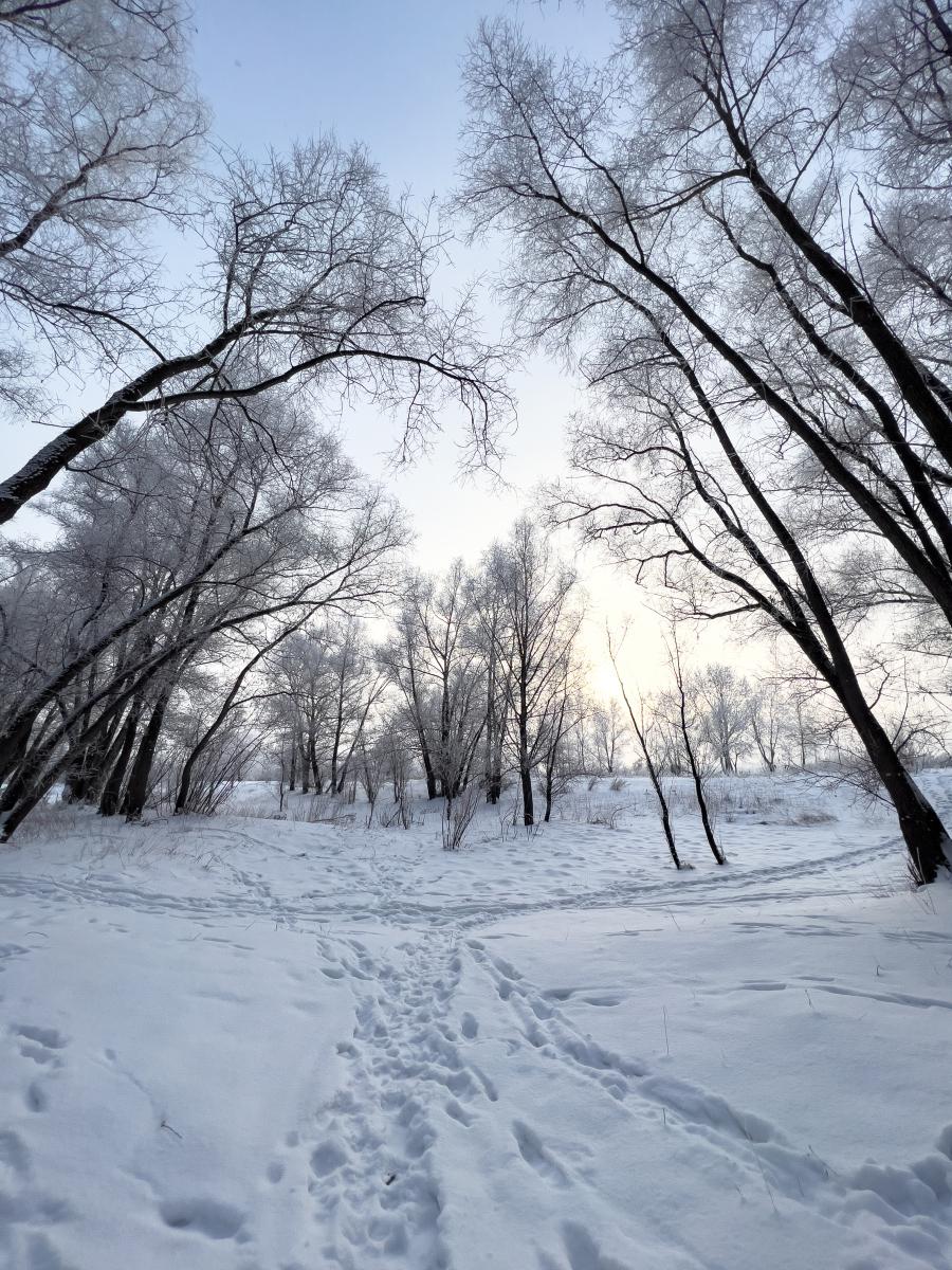 冬日的树林 冬日的树林,被无垠的雪花覆盖,白茫茫一片,仿佛进入了一个