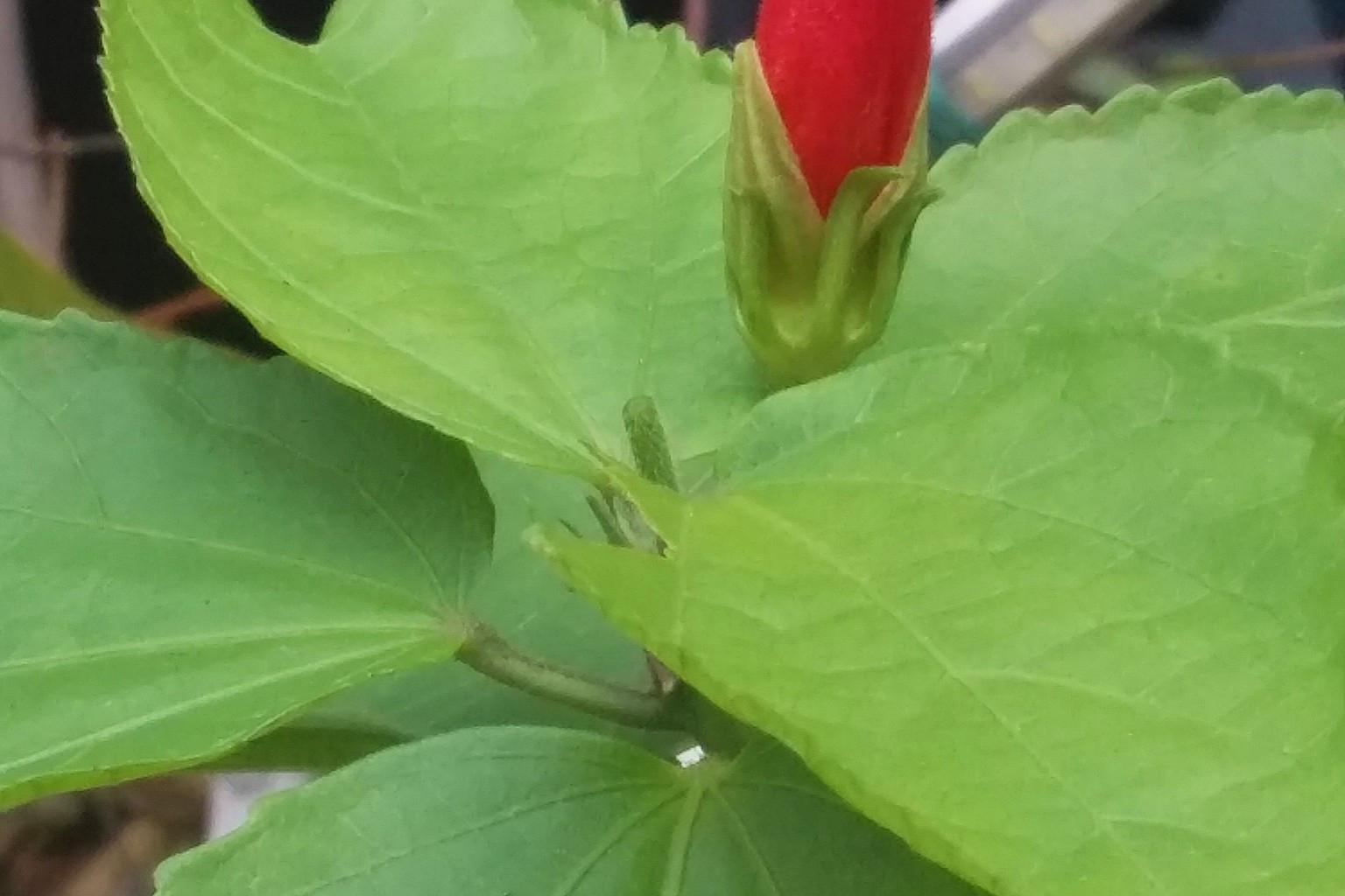 灯笼草种植方法 灯笼草(nepenthes),又称猪笼草,是一类肉食性植物