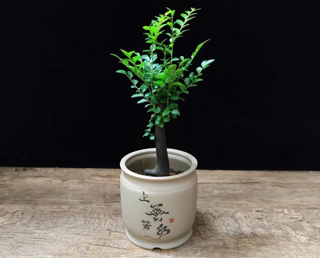 小叶紫檀的养护技巧 小叶紫檀的生长速度并不快,生长年限特别长,因此