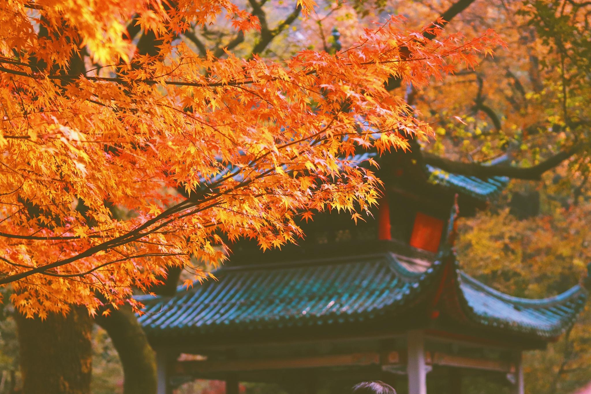 庐山秋天的历史厚重与文化独特韵味 中国的庐山,是一座充满历史厚重感