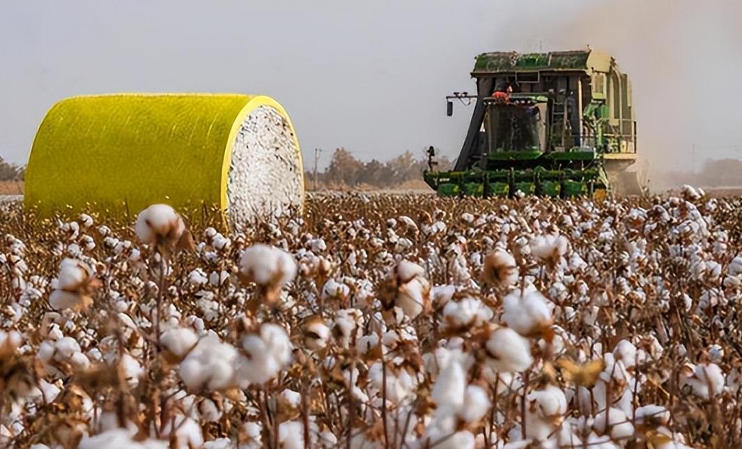 中国棉花产业:新疆棉花出口的战略意义 新疆棉花作为中国和世界棉花业