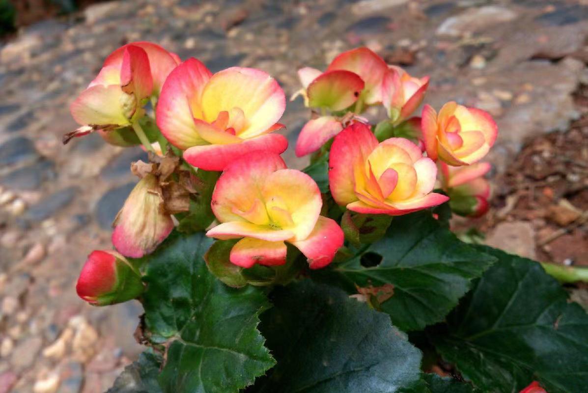 秋海棠新品种-开云 秋海棠一直是很多爱花之人的心头好,不过秋海棠的