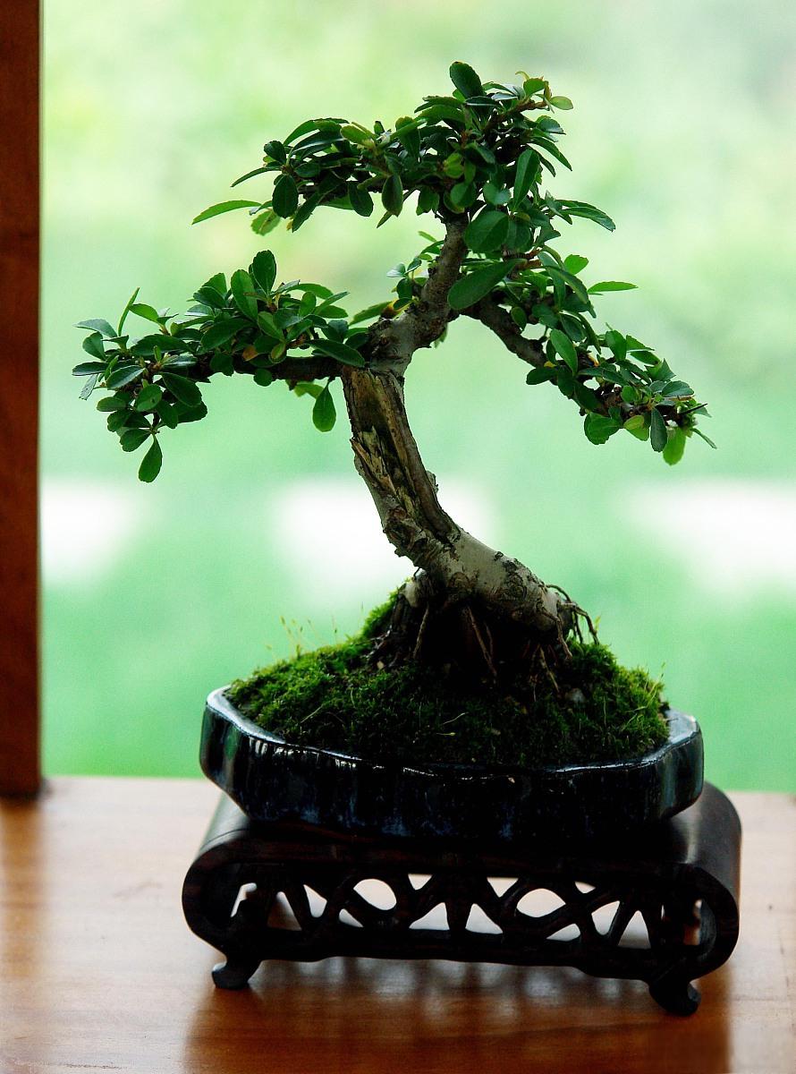 小叶榆树盆景养护指南 盆景是一种优雅的家居装饰,同时也能让我们领略