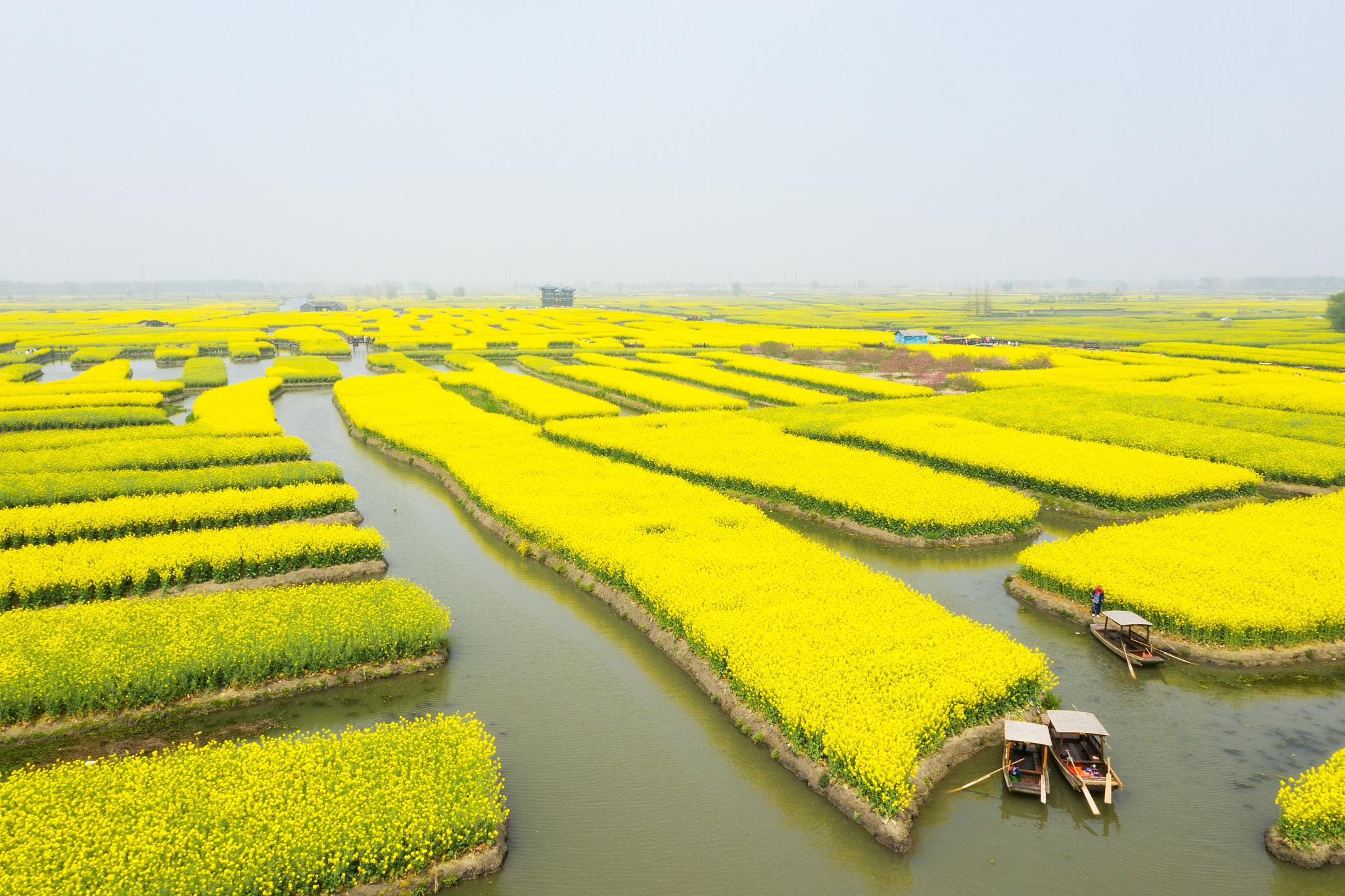 江苏兴化油菜花田:令人流连忘返的美景 油菜花,这种充满生机与活力的