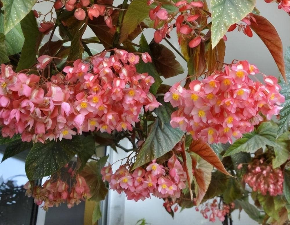 适合新手的花卉推荐:竹节海棠 现在人们的生活水平越来越好了,大家