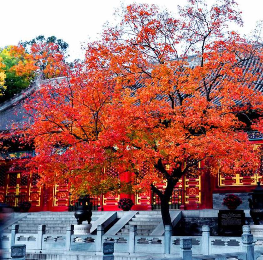 北京香山红叶最佳观赏时间 北京的香山是一处风景秀丽的旅游胜地