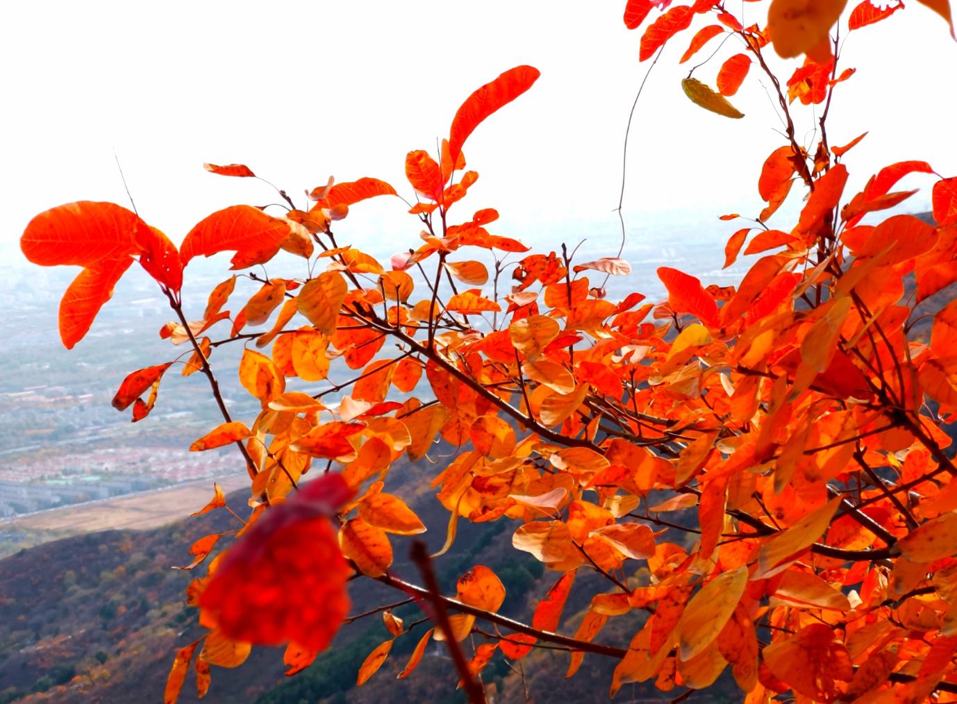 香山红叶美景图片