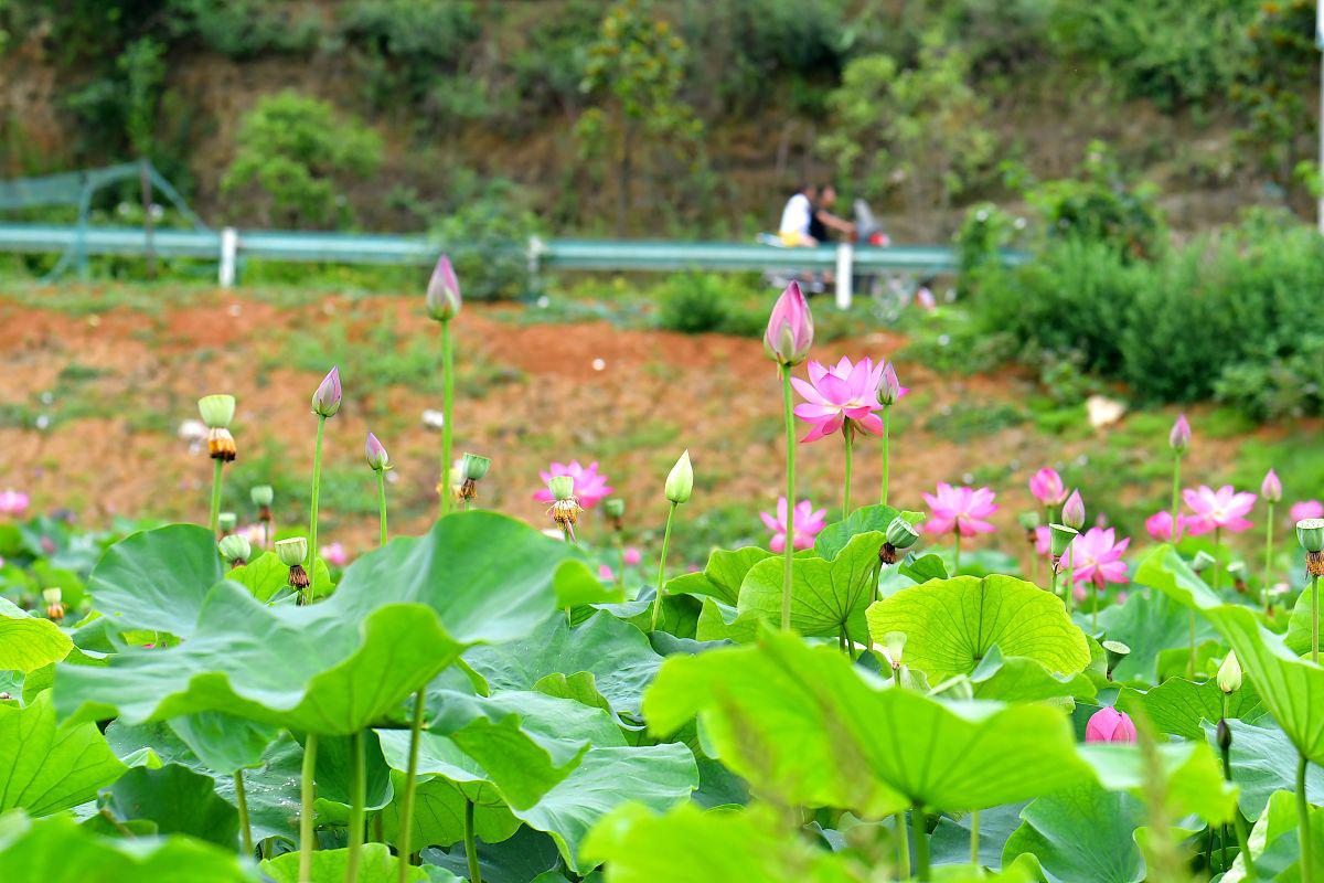 安顺十里荷廊风景区介绍 安顺,位于贵州省中西部的地级市,地处长江