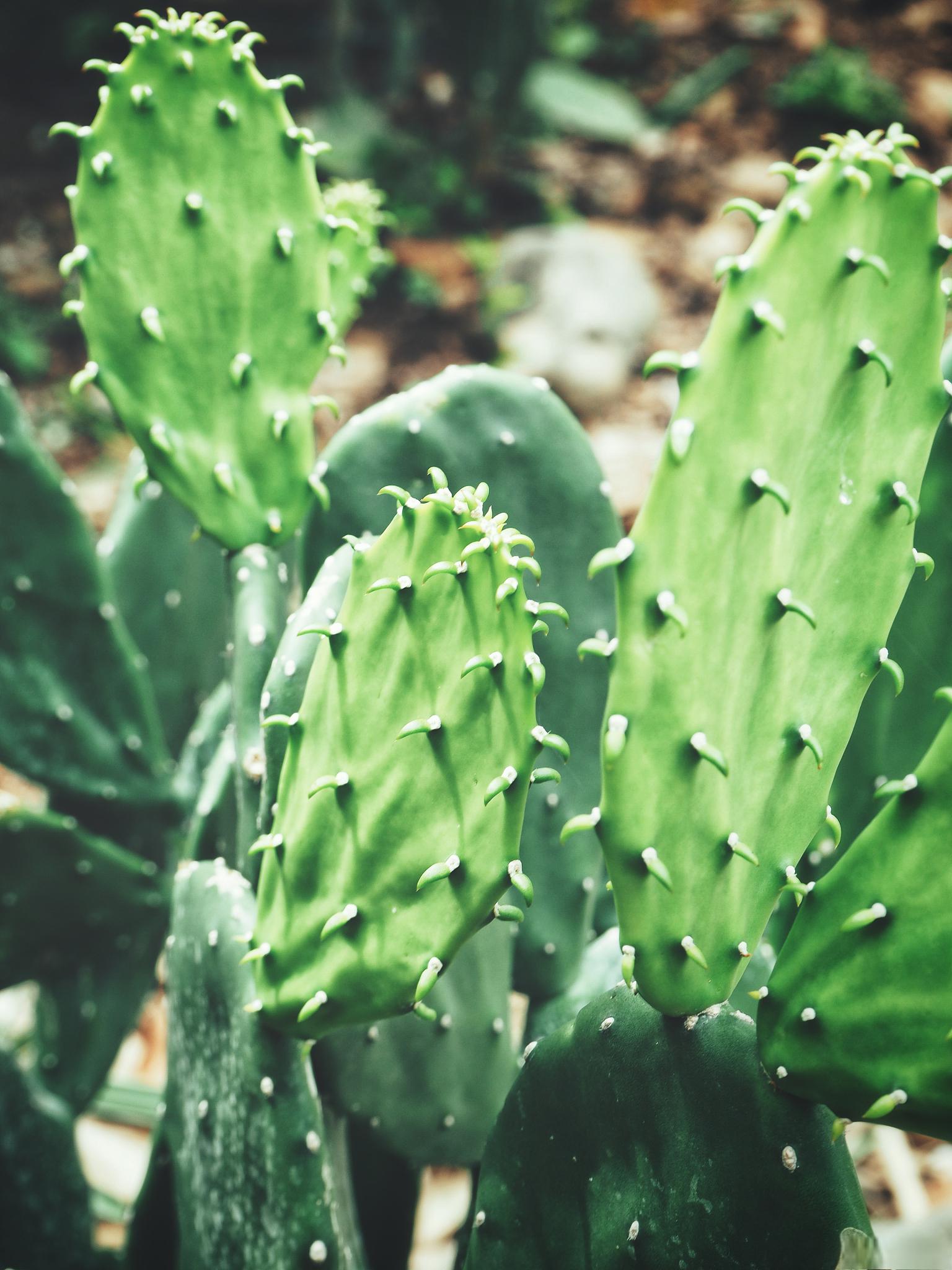 仙人掌种植指南 仙人掌是一种耐旱,耐寒的多肉植物,它因为形状类似