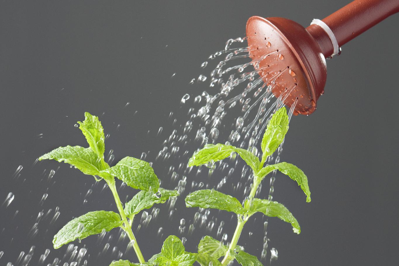 长时间离家如何给花草浇水 随着社会生活节奏的加快,人们经常会因为