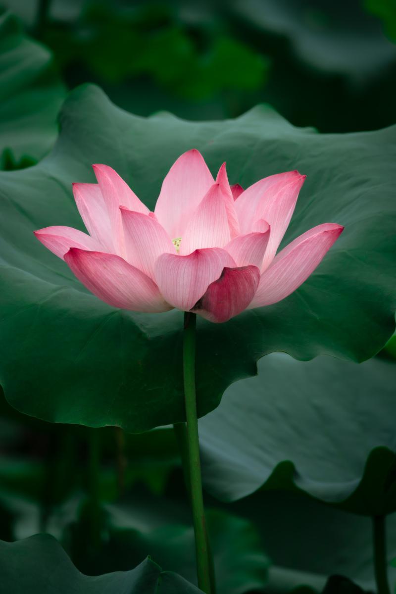 本文将为您揭开荷花种植的神秘面纱,让您轻松享受荷