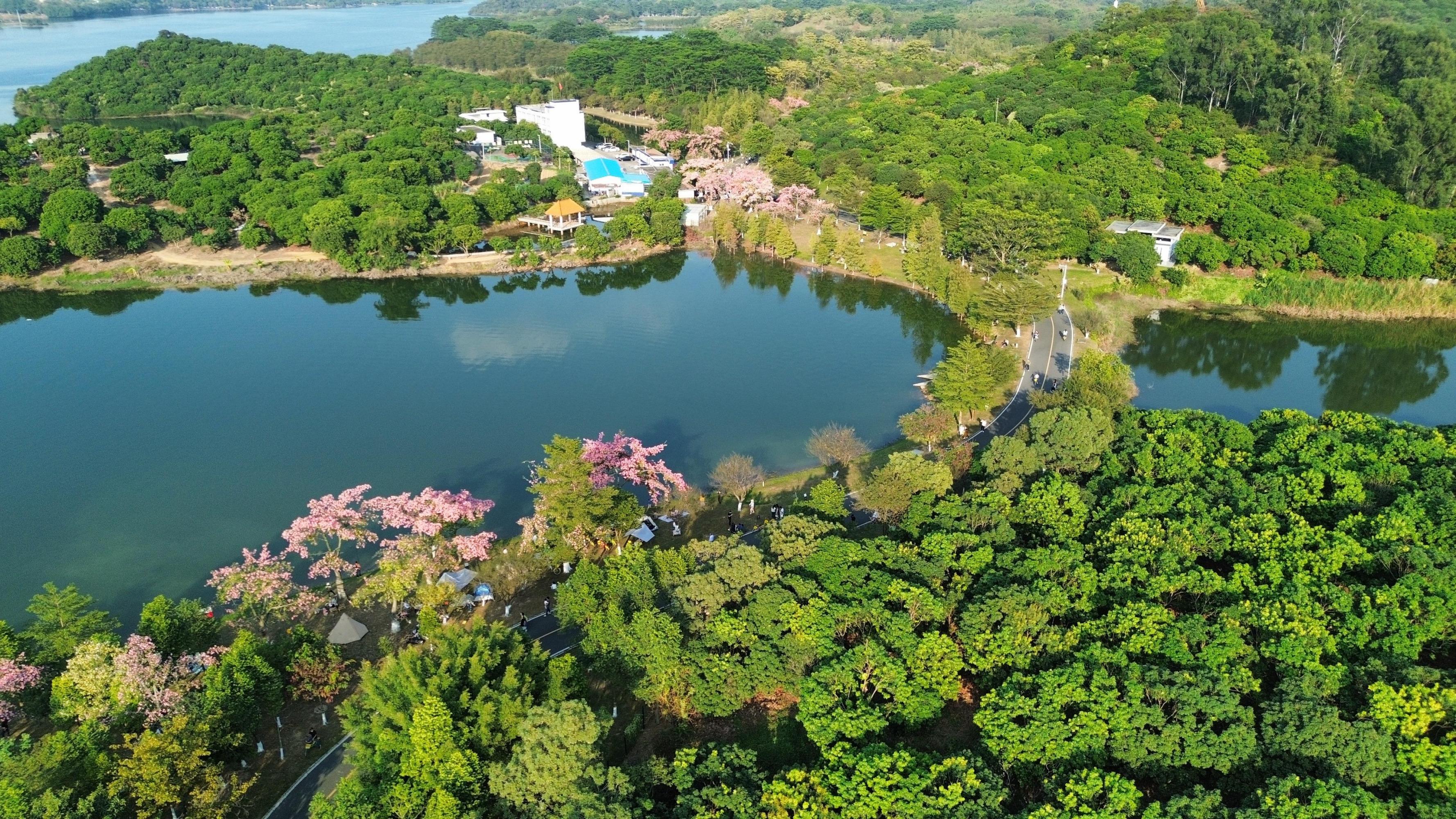 那些冬天才有的美景 位于东莞松山湖风铃木景区异木棉又开爆了,每年