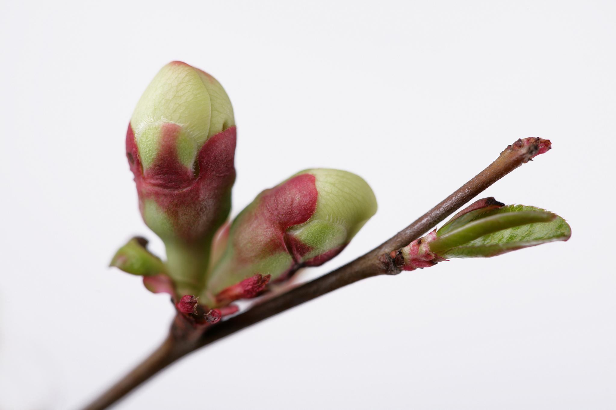 如何让叶芽变成花芽 要将叶芽变成花芽