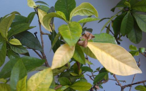 栀子花叶子干枯怎么办 栀子花因其清新雅致的外观和芳香深受喜爱,但有