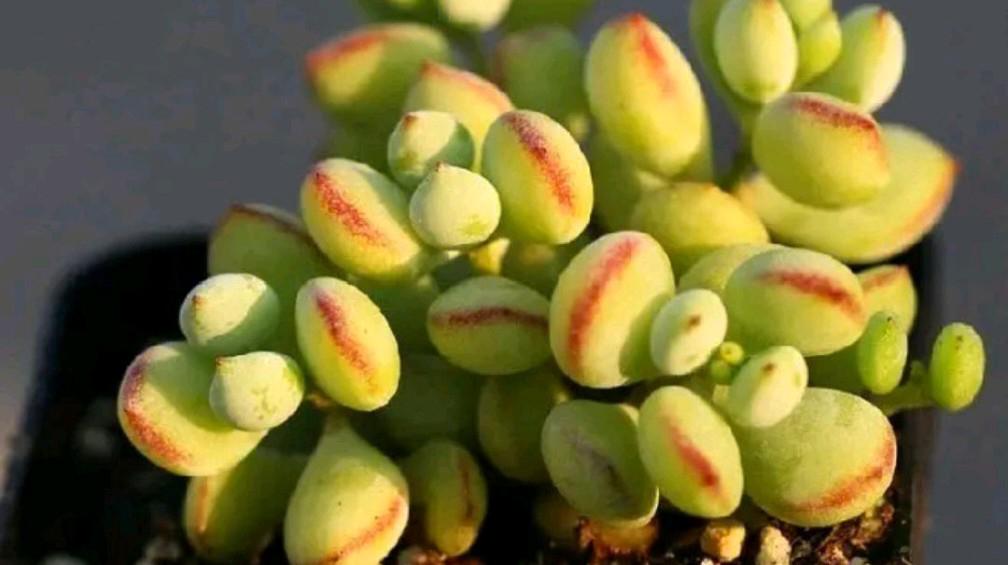 达摩福娘的养护方法 达摩福娘是景天科银波锦属福娘系的多肉植物,拥有