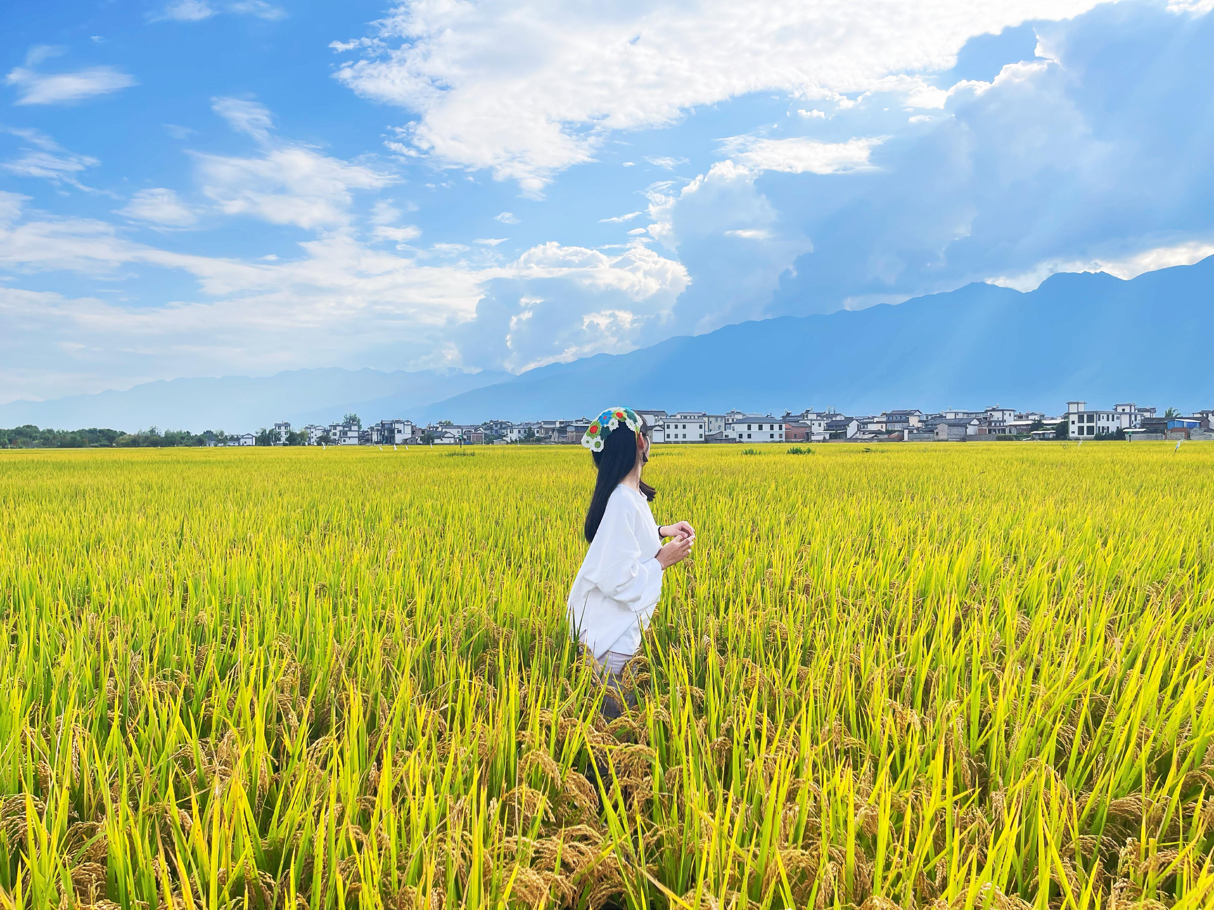 大理稻田:金黄的秋天 位于中国云南省的大理,是一个拥有悠久历史和