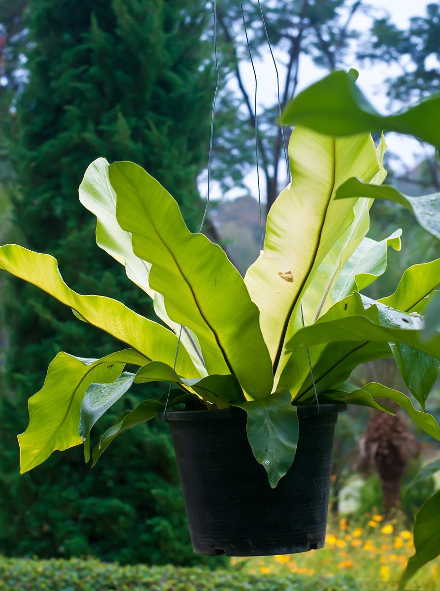 紫背波浪竹芋的养殖方法和注意事项 紫背波浪竹芋是一种观赏价值极高