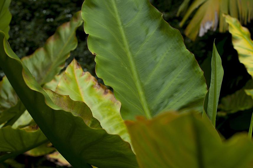 紫背波浪竹芋的特点和养殖方法 紫背波浪竹芋是一种观赏性很强,生活