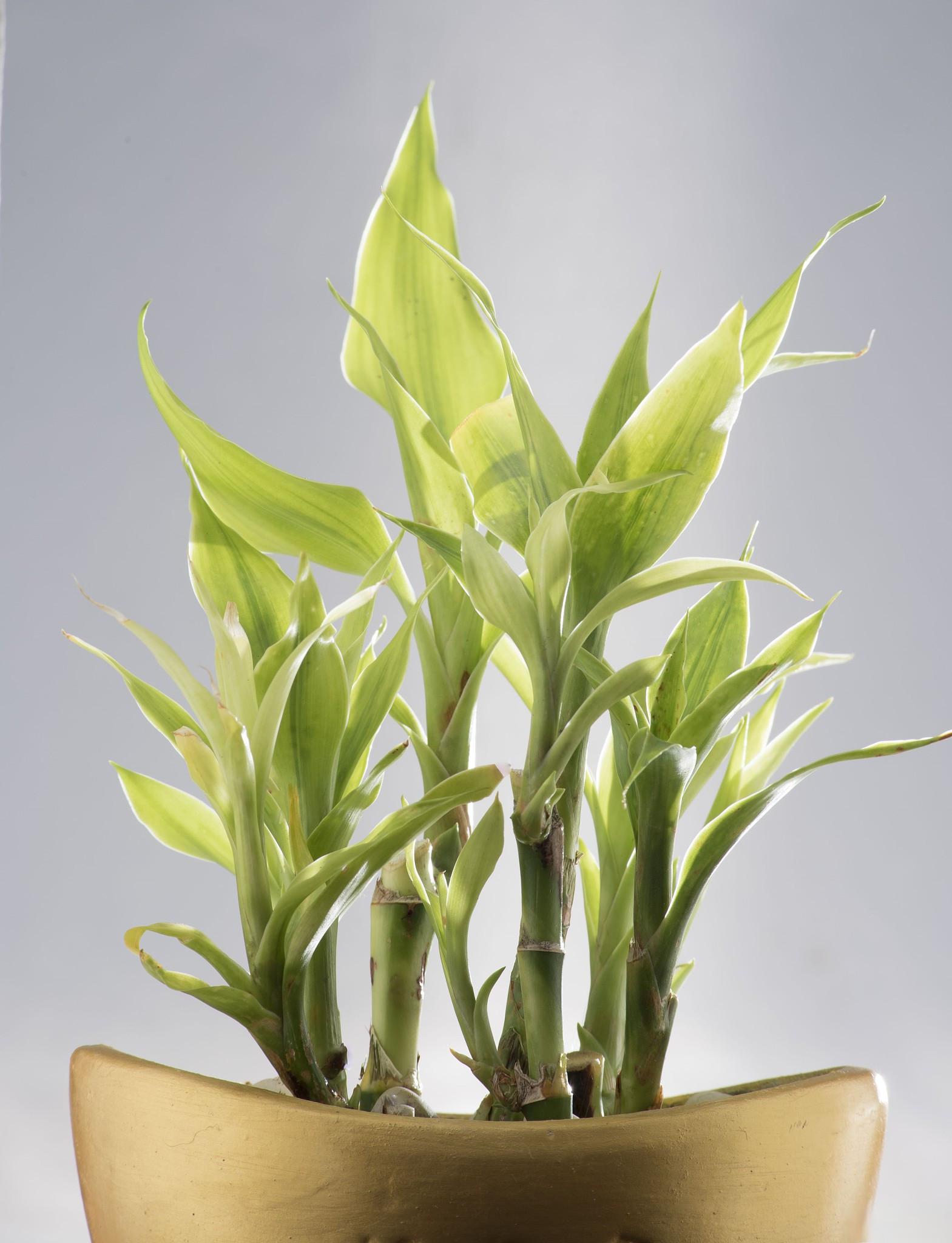富贵竹是一种常见的水培植物,因其具有美好的寓意和优雅的外观,常常