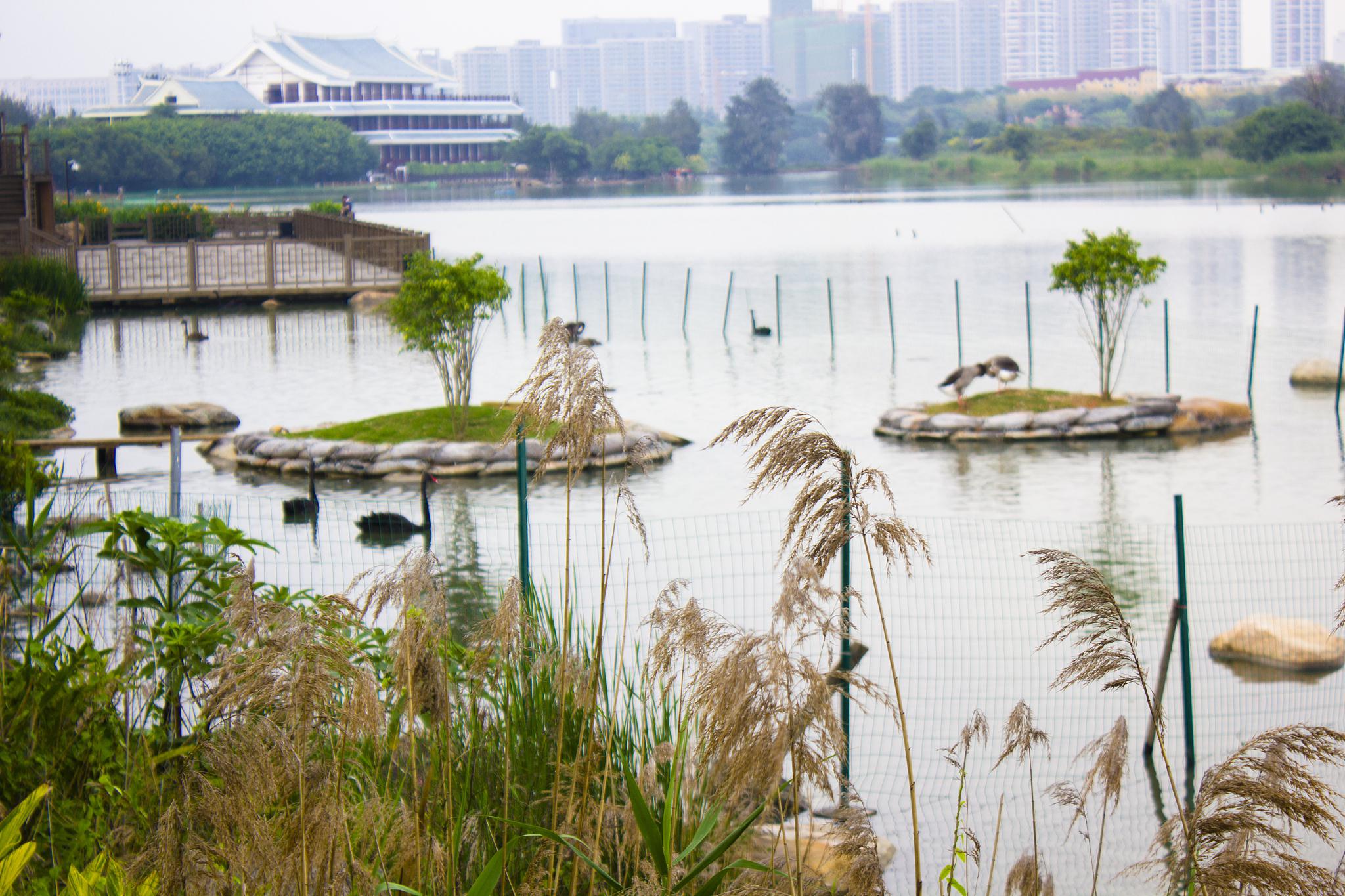 万丰湖湿地公园图片图片