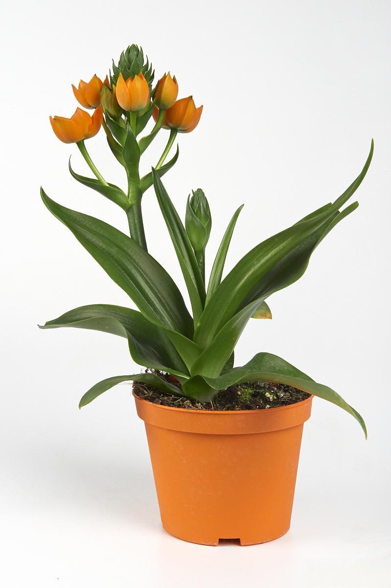 君子兰的浇水技巧 在众多花卉中,君子兰以其高雅的姿态和独特的花型