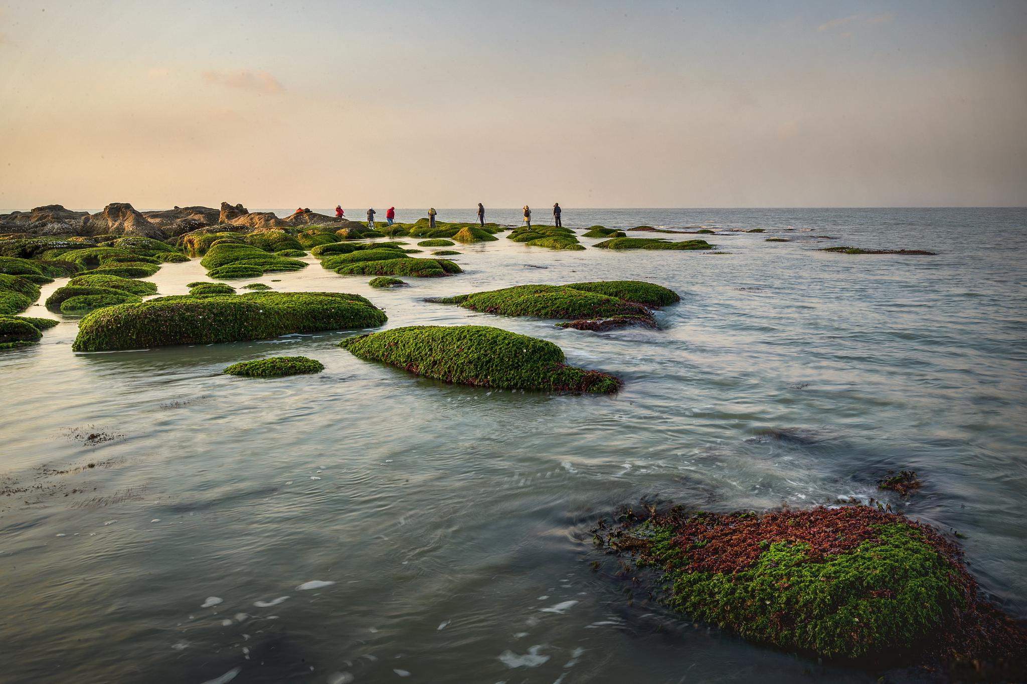 上海崇明风景图片