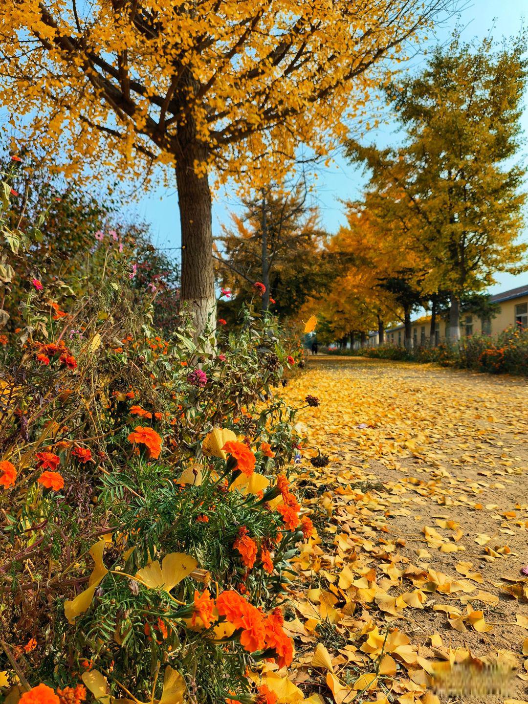 大连最美枫叶观赏地 每年秋季,大连最美枫叶观赏地非盛世绿源彩叶基地