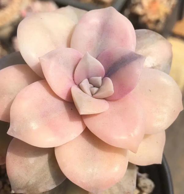 多肉植物黑腐病的预防和治疗 多肉植物是许多人喜爱的盆栽,但有时会