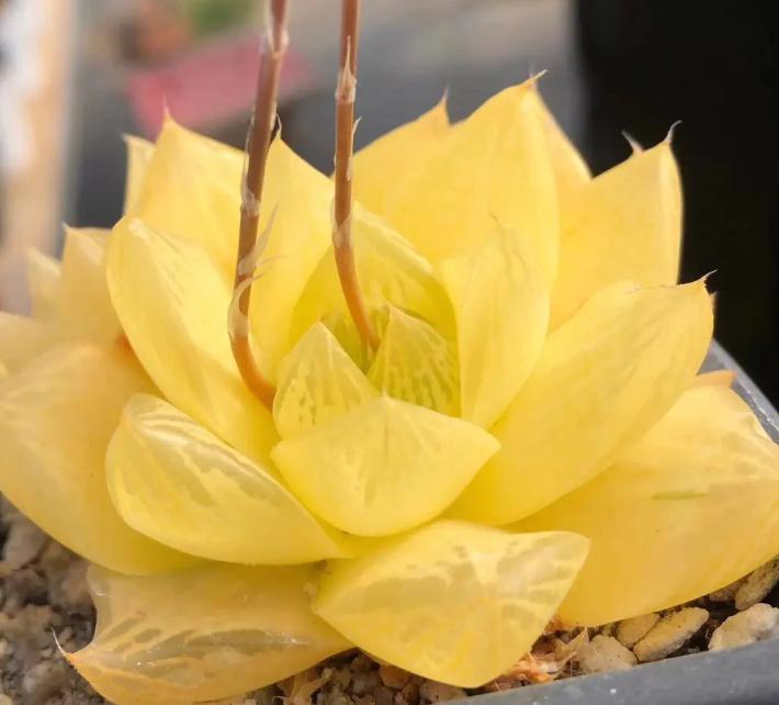 多肉植物黑腐病的预防和治疗 多肉植物是许多人喜爱的盆栽,但有时会