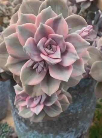 多肉植物黑腐病的预防和治疗 多肉植物是许多人喜爱的盆栽,但有时会