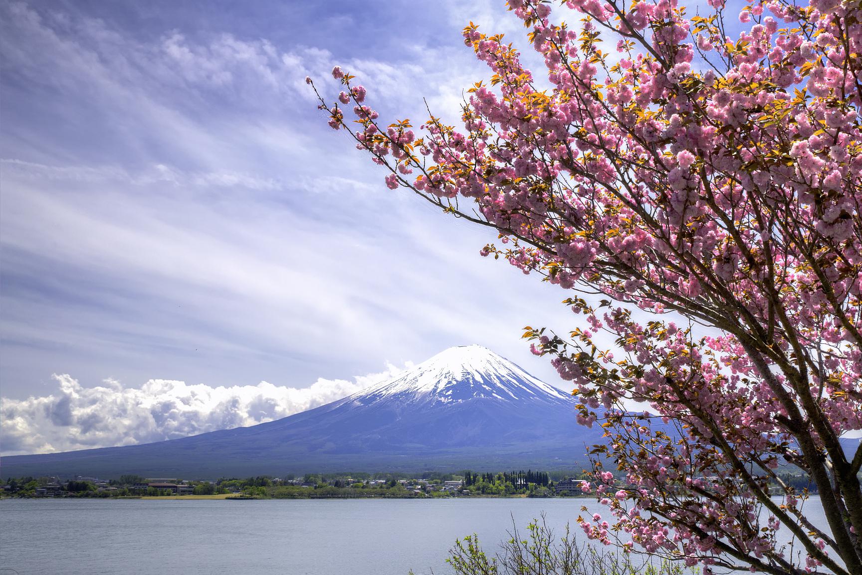 山中湖花之都公园 富士山与花卉的美妙交融 每年夏秋之际