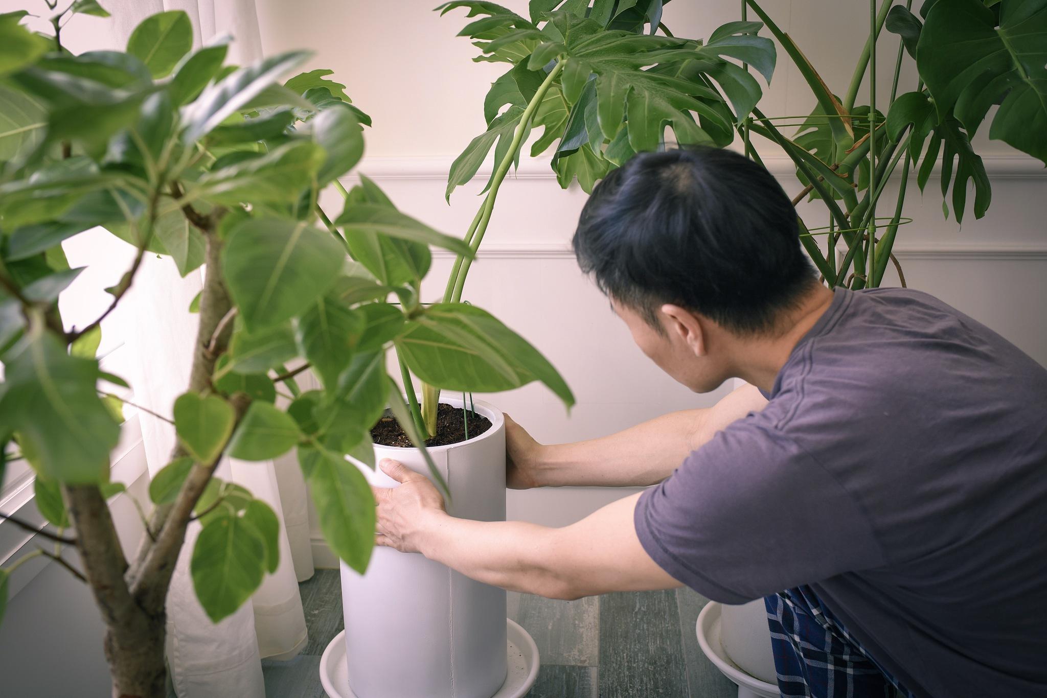 室内种植致富图片