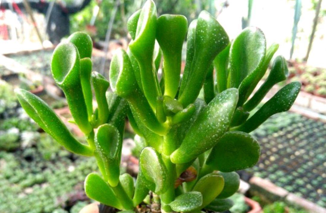 吸财树多肉掉叶子的原因及解决方法 吸财树是一种受欢迎的室内植物,因