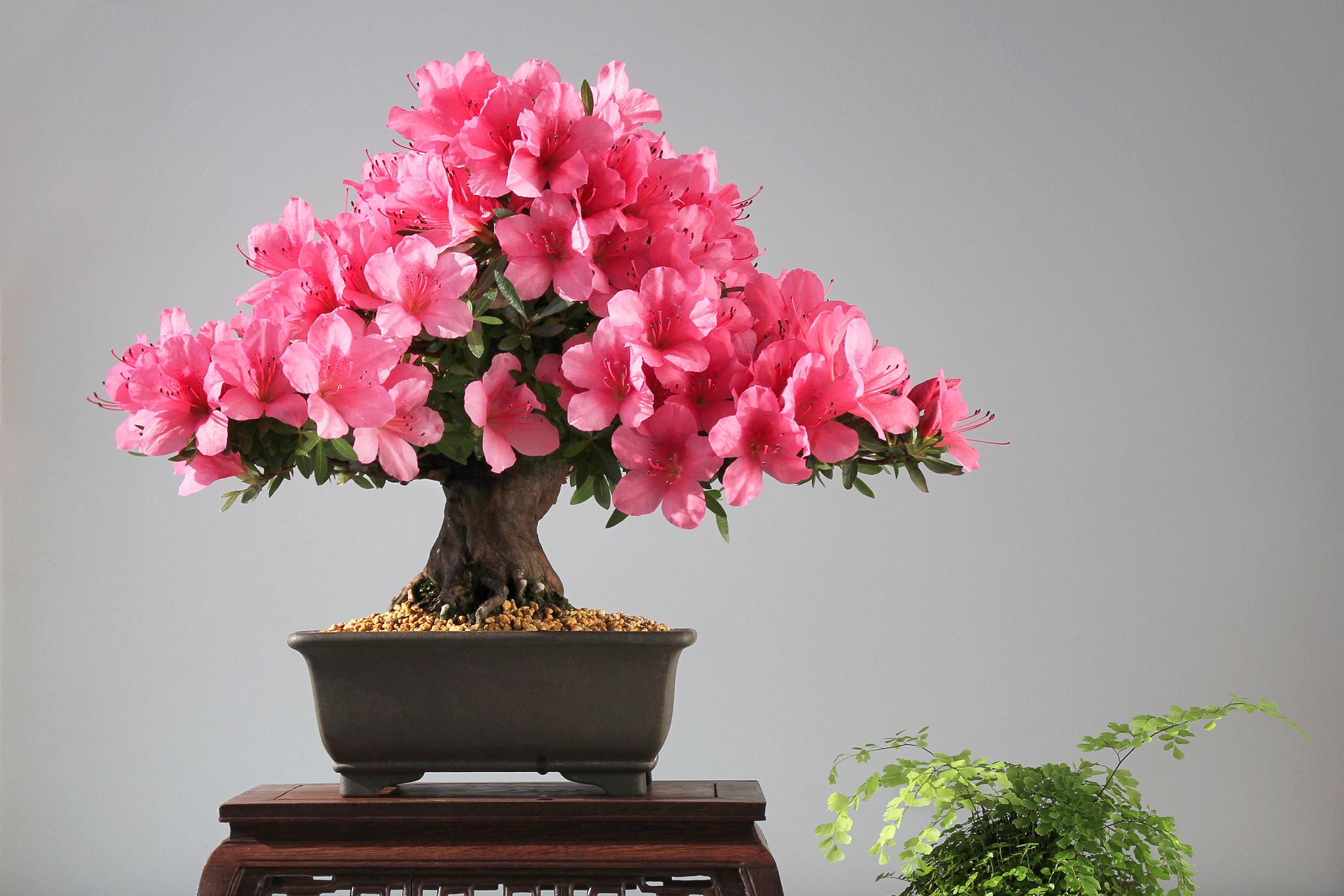 杜鹃花盆栽养护方法 杜鹃花是一种美丽的花卉,具有多种颜色和品种.