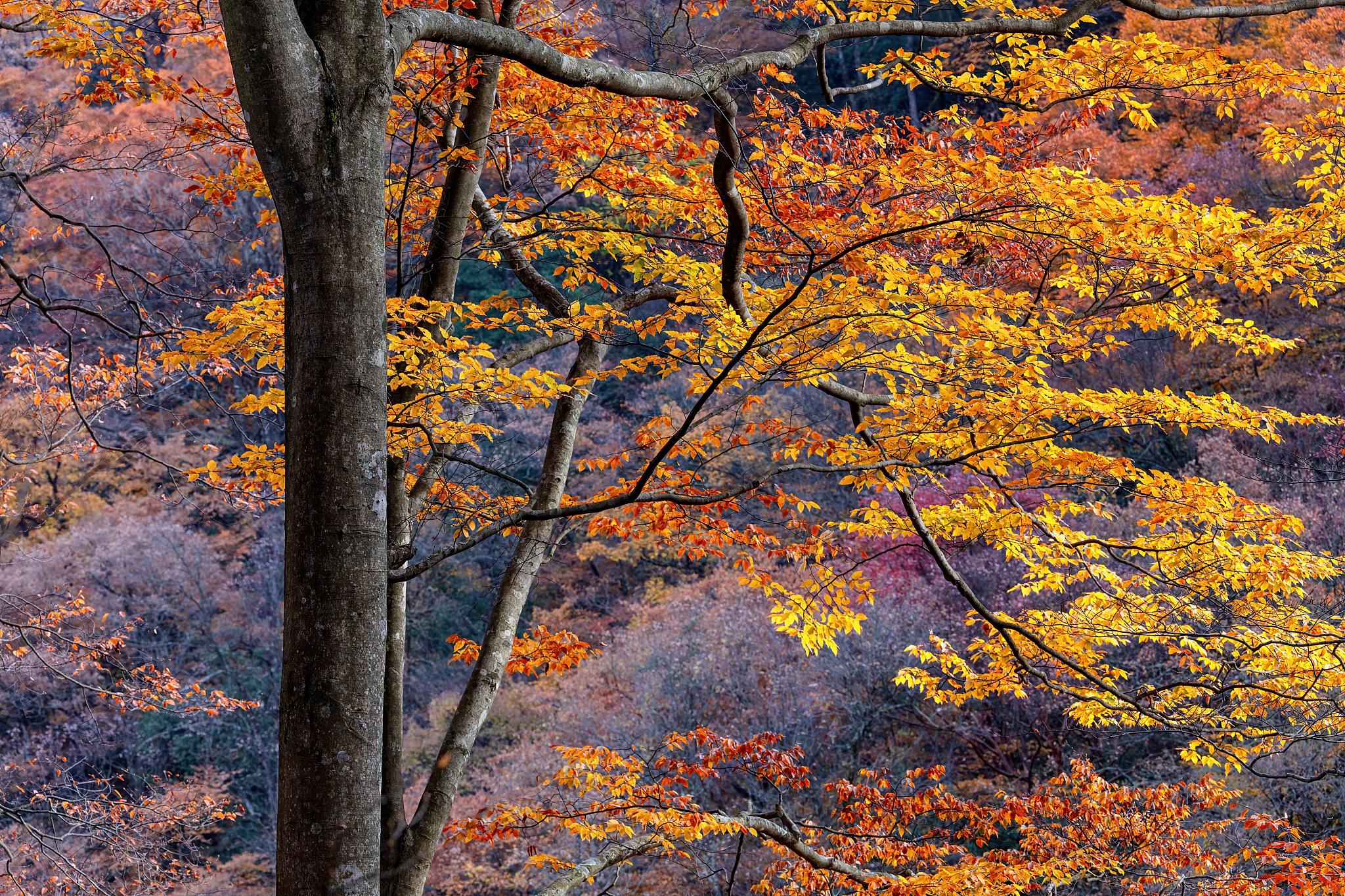 庐山秋天的美丽 在中国江西省的庐山,每年秋天都是层林尽染的美丽季节