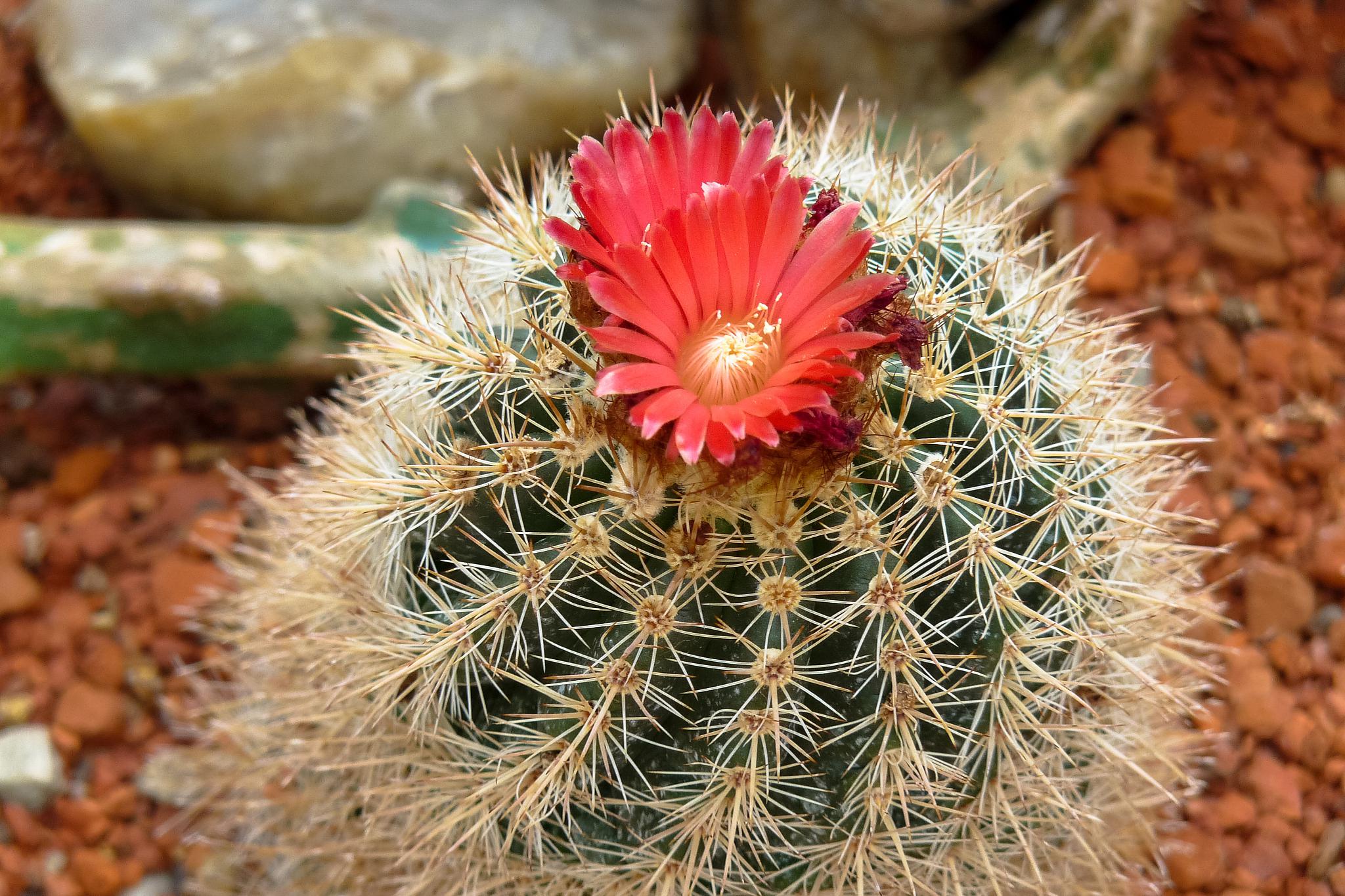 养殖方法和注意事项如下: 7715光照 红太阳仙人球喜欢充足的阳光