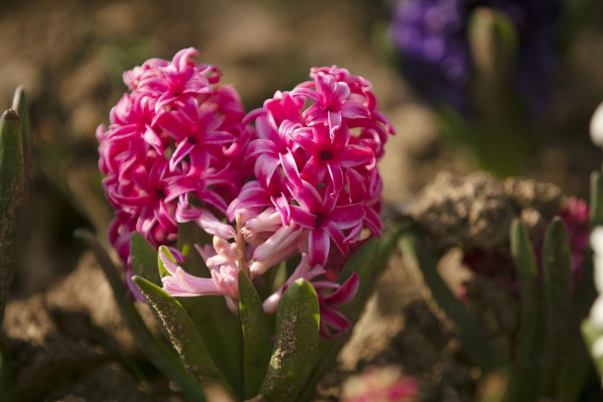 芳香花卉推荐 夏季是养花的好时节,这里为大家推荐几种香味浓郁的花卉