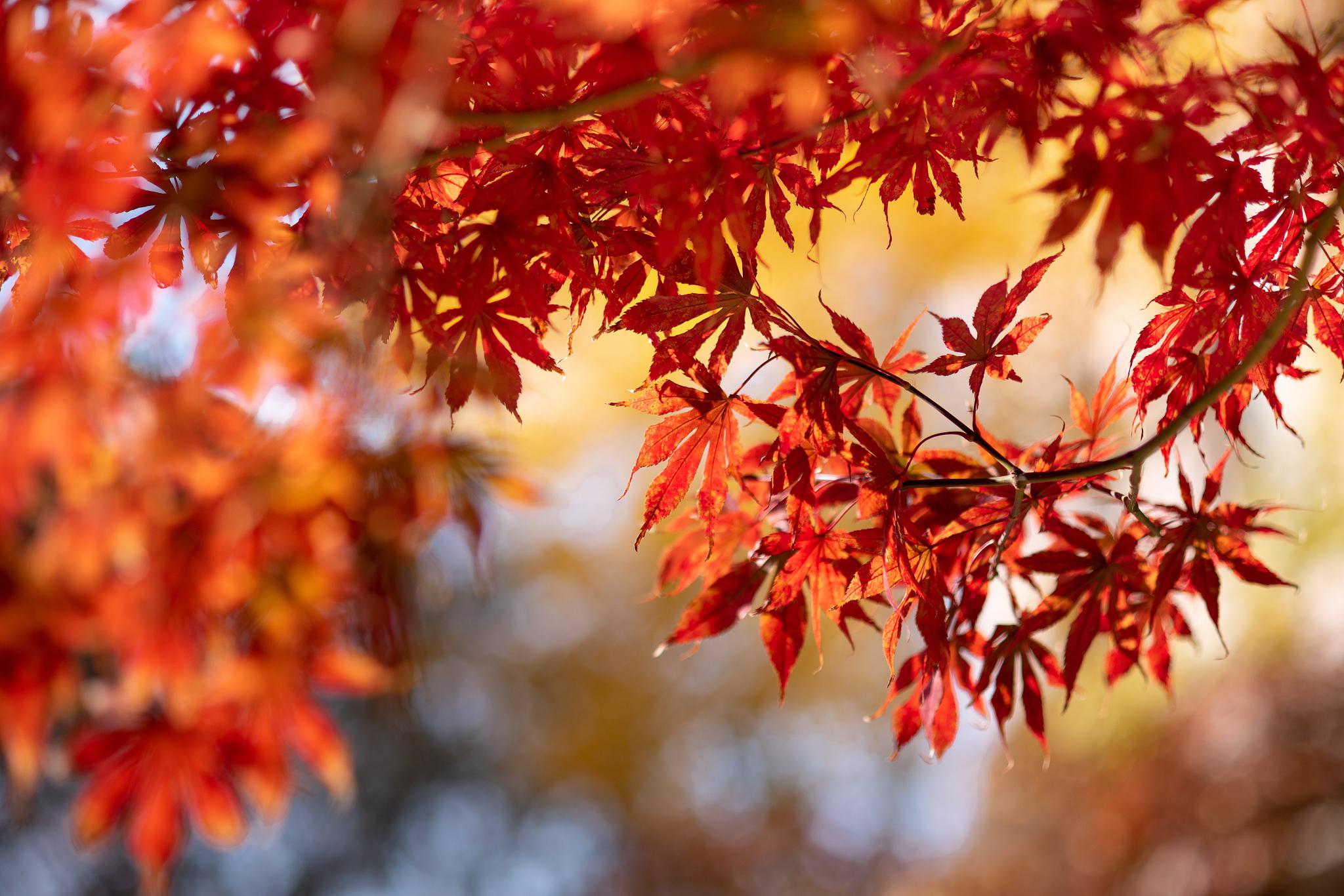 在这个季节里