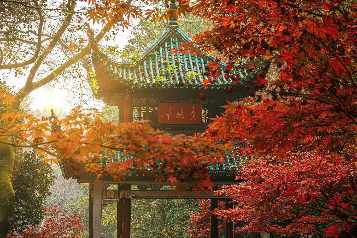 在中国的湖南省,位于岳麓山的爱晚亭是一道亮丽的风景线