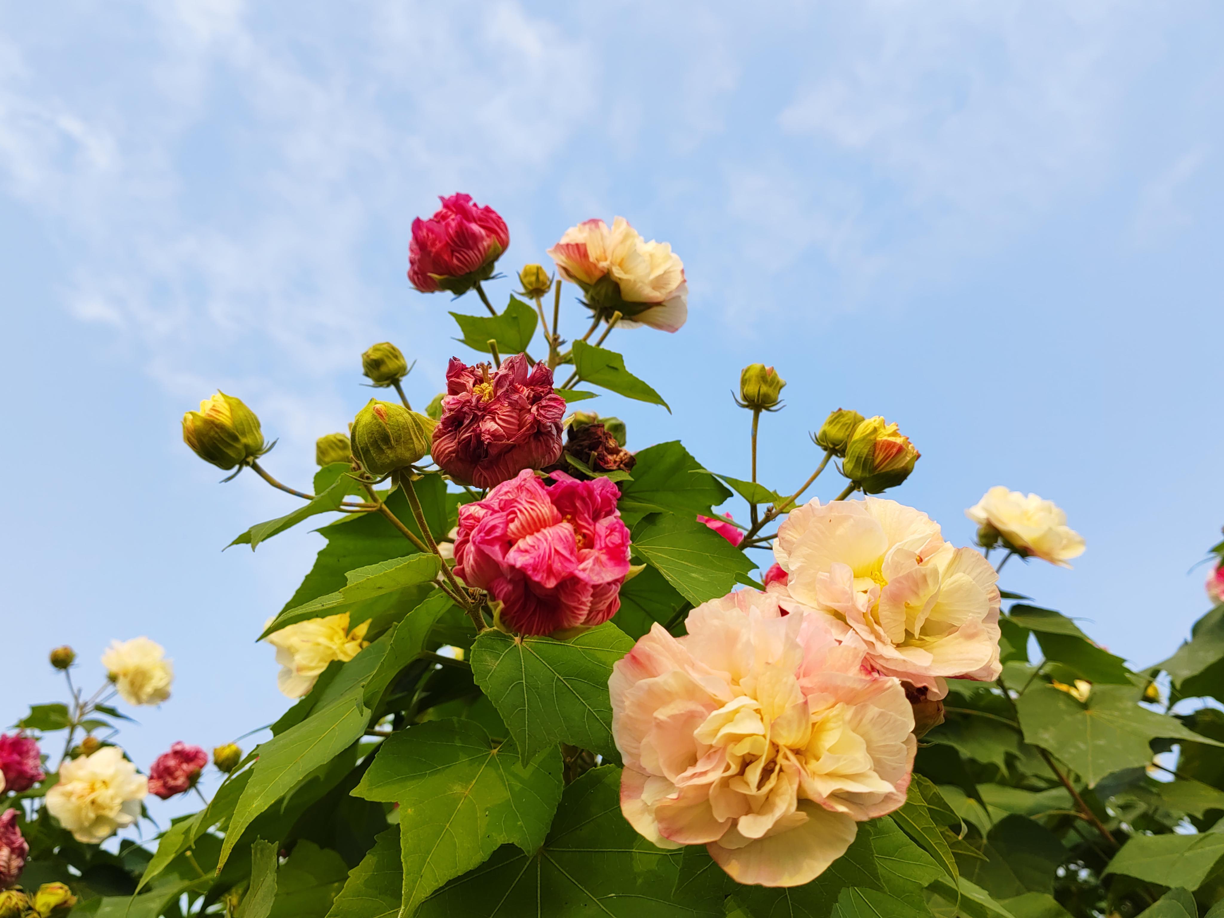 天府芙蓉园,成都的绿洲 在成都这个被誉为天府之国的城市,有一个地方