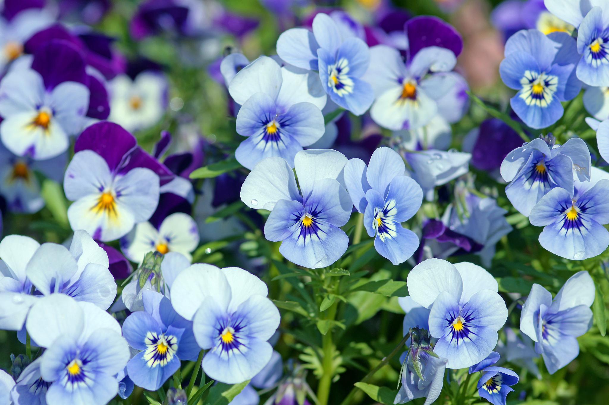 夏堇花的养殖方法及注意事项 夏堇花是一种美丽的花卉,养殖夏堇花可以