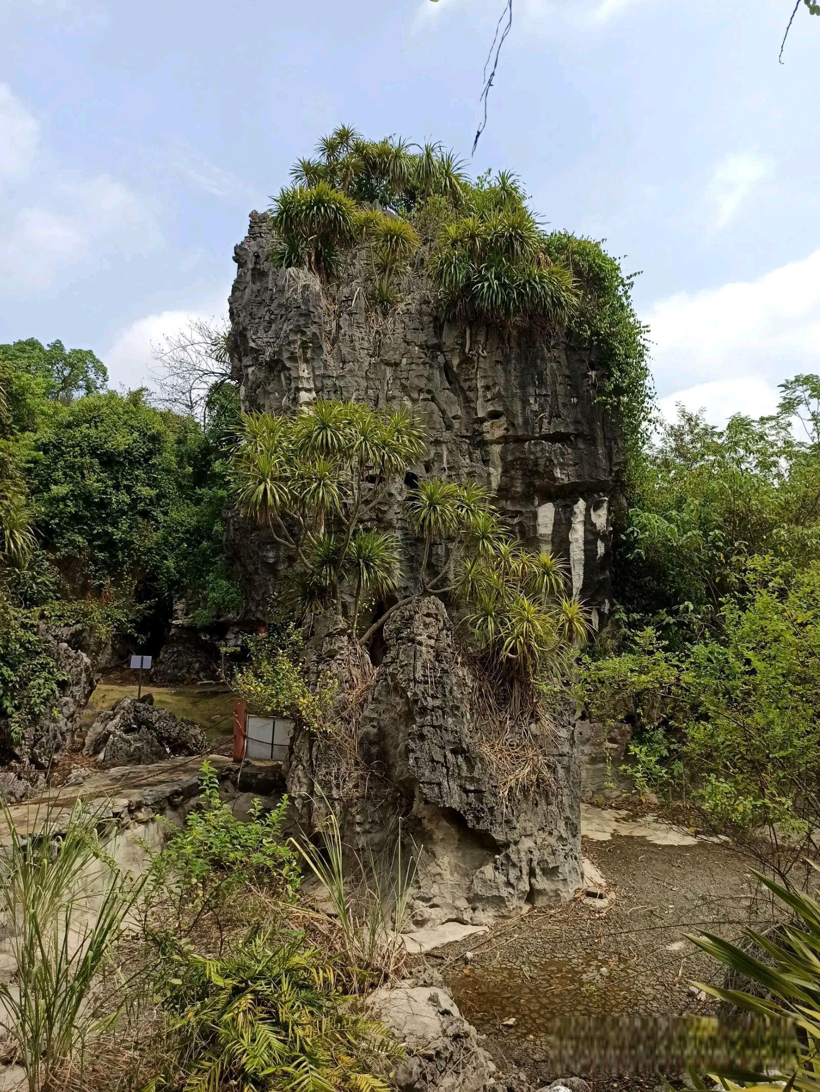 广西崇左石景林景区 在广西壮族自治区的崇左市,有一片美丽的石景林