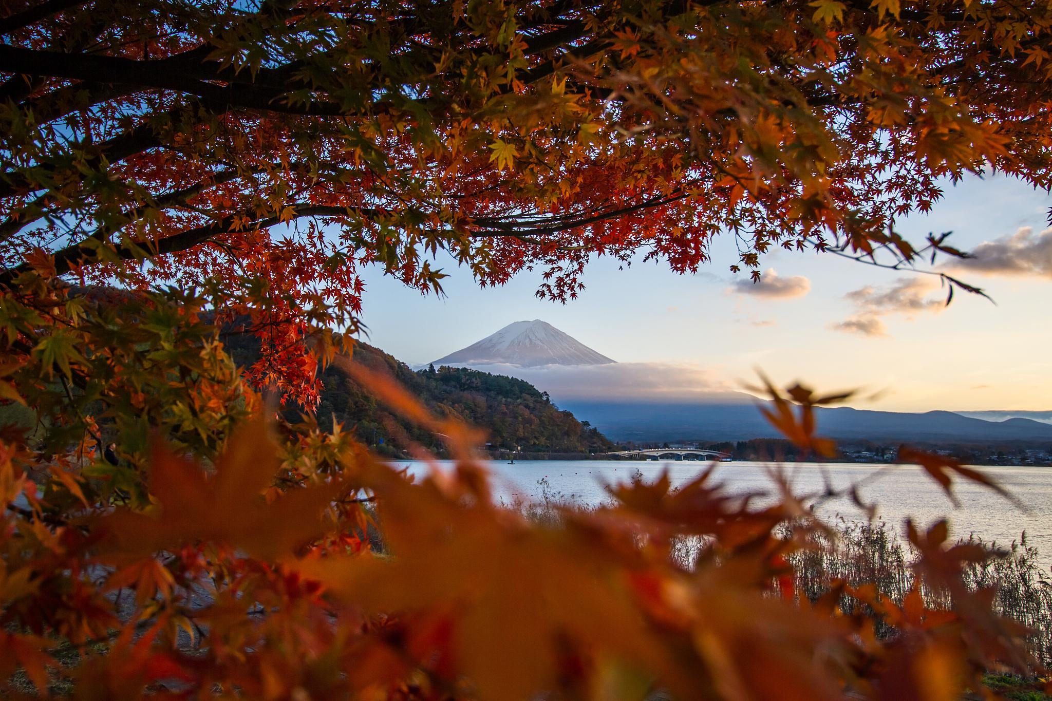 秋之富士山:河口湖的红叶回廊与绚烂秋色 四季交替,风景各异,每个季节