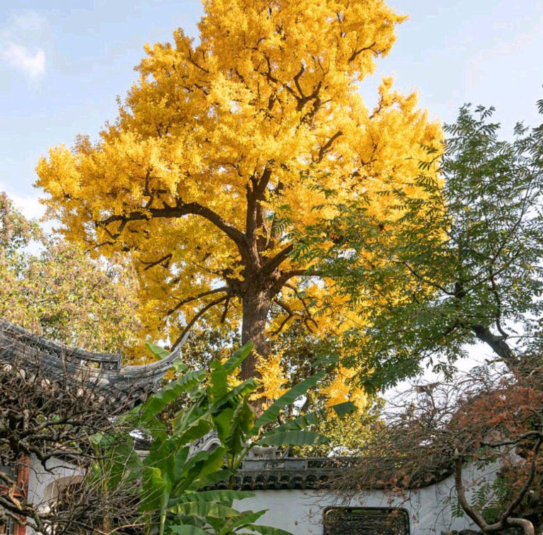 上海宝山南大公园,城市的璀璨明珠 上海宝山南大公园,一个深受市民